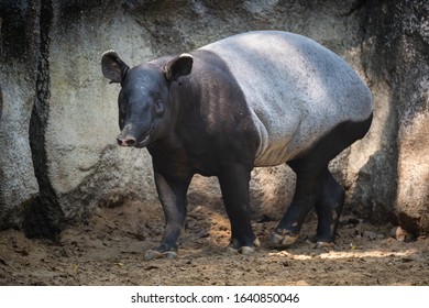 Malaysia Tapir Images Stock Photos Vectors Shutterstock