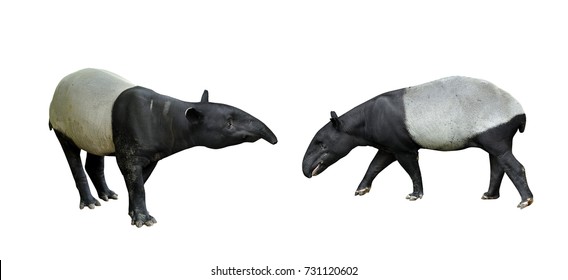 Tapirus 图片 库存照片和矢量图 Shutterstock