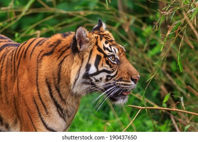 Malayan Tiger