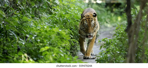 Malayan Tiger