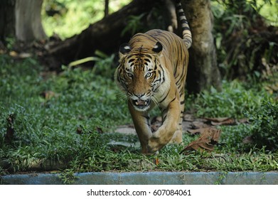 Malayan Tiger