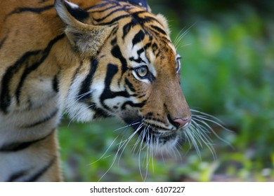 Malayan Tiger