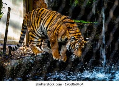 Malayan Tiger Cubs Laying Down