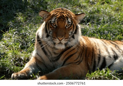 Malayan tiger laying down looking.