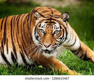 Malayan Tiger - Panthera Tigris