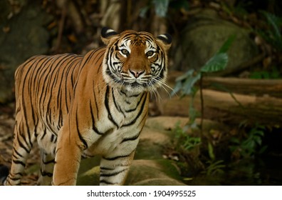 Harimau Malaya Images Stock Photos Vectors Shutterstock