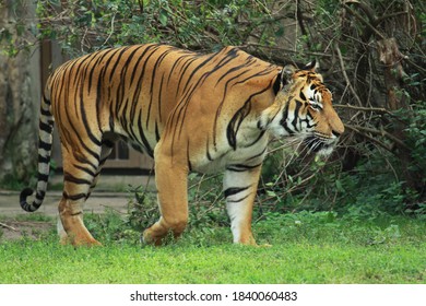 Malayan Tiger (Panthera Tigris Jacksoni) Male