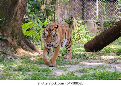 Malayan Tiger Panthera Tigris Jacksoni Zoo Stock Photo 549388528 ...