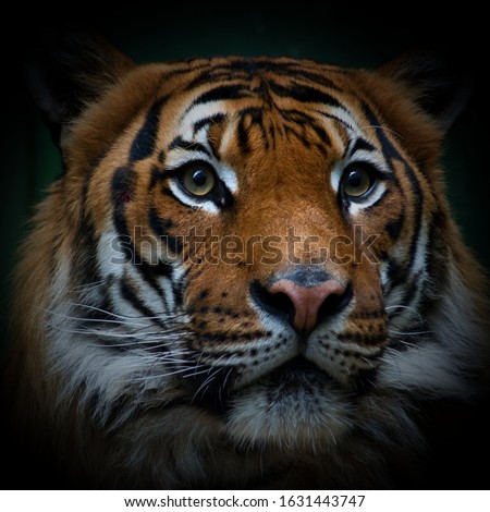The Malayan Tiger (Panthera tigris jacksoni, Harimau Malay) is a subspecies of tiger living in the central and southern parts of the Malaysian Peninsula. Portrait. Dangerous animal!