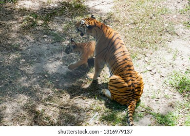 The Malayan Tiger (Panthera Tigris Tigris) A Tiger Population In Peninsular Malaysia. The Tiger With Its Newly Born Cubs.