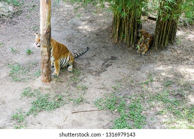 The Malayan Tiger (Panthera Tigris Tigris) A Tiger Population In Peninsular Malaysia. The Tiger With Its Newly Born Cubs.