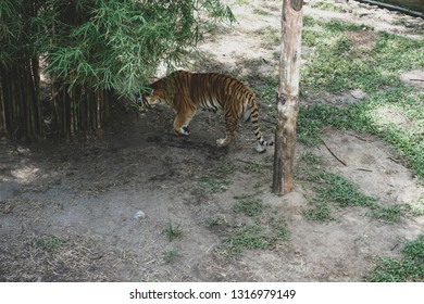 The Malayan Tiger (Panthera Tigris Tigris) A Tiger Population In Peninsular Malaysia. The Tiger With Its Newly Born Cubs.