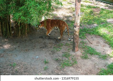 The Malayan Tiger (Panthera Tigris Tigris) A Tiger Population In Peninsular Malaysia. The Tiger With Its Newly Born Cubs.