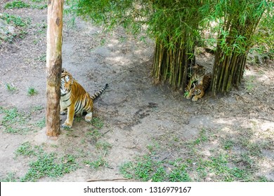 The Malayan Tiger (Panthera Tigris Tigris) A Tiger Population In Peninsular Malaysia. The Tiger With Its Newly Born Cubs.