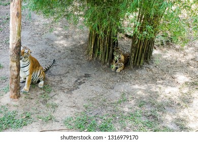 The Malayan Tiger (Panthera Tigris Tigris) A Tiger Population In Peninsular Malaysia. The Tiger With Its Newly Born Cubs.