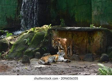 629 Malayan tiger face Images, Stock Photos & Vectors | Shutterstock