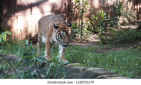 Malayan Tiger Zoo Stock Photo 1158725179 | Shutterstock