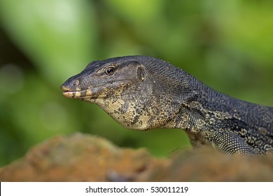 445 Sungei buloh wetland reserve Images, Stock Photos & Vectors ...