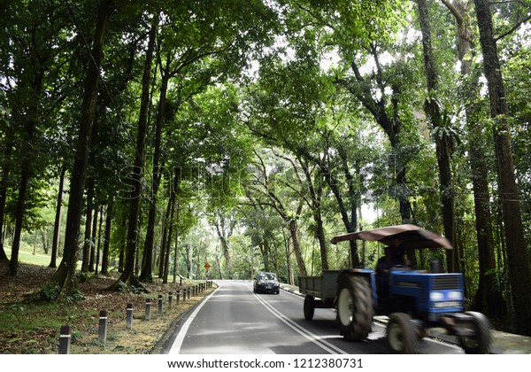 Malaysia 28th Scenary Frim Forest Forest Stock Photo Edit Now 1212380731