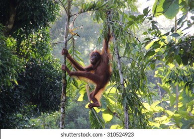 Malaysia borneo rainforest orangutan hanging on tree