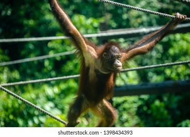 Malaysia Borneo Rainforest Wild Animal Orang Utan Monkey - Shutterstock ID 1398434393