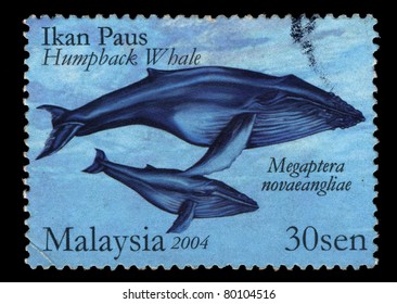 Ikan Paus Images Stock Photos Vectors Shutterstock