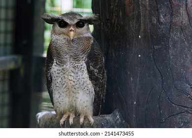 Malaysia – October 31, 2020: The Photo Showing Is A Barred Eagle-owl Was Staying In The Cage Which Also Called The Malay Eagle-owl, Is A Species Of Eagle Owl In The Family Strigidae.