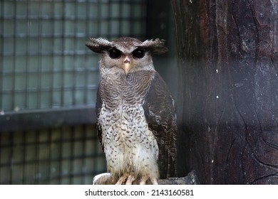 Malaysia – October 31, 2020: The Photo Showing Is A Barred Eagle-owl Was Staying In The Cage Which Also Called The Malay Eagle-owl, Is A Species Of Eagle Owl In The Family Strigidae.