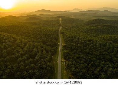 Malaysia Palm Oil Plantation With A Single Road During Golden Sunrise