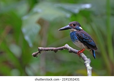 Malaysian Blue-banded Kingfisher In Malaysia Rainforest Stream