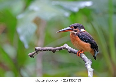 Malaysian Blue-banded Kingfisher In Malaysia Rainforest Stream