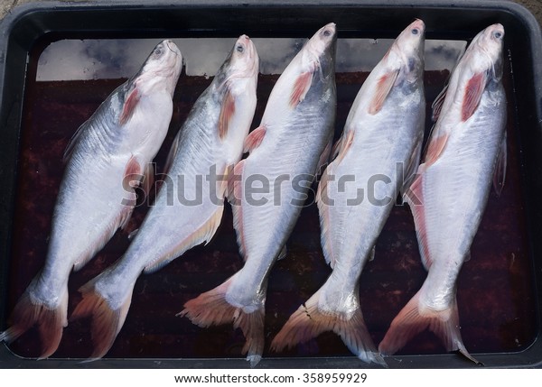 Malaysian Catfish Ikan Patin On Market Stock Photo Edit Now 358959929