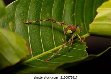 Malaysian Leaf Katydid (Ancylecha Fenestrata) From Malay Peninsula
A Young Nymph Mimics A Spider.