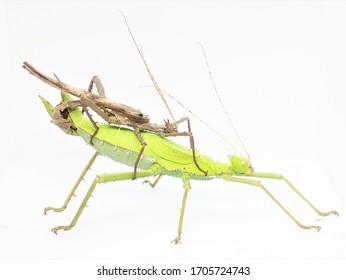 Malaysian Lurge Stick Insect (Heteropteryx Dilatata, Jungle Nymph) Isolated On White Background