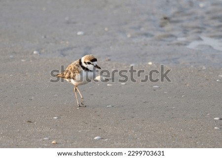Malaysian Plover bird,Charadrius peroni is a local bird with an endangered status world rare birds From encroaching on the mangrove forests that are habitats and livelihoods live on the sandy beach