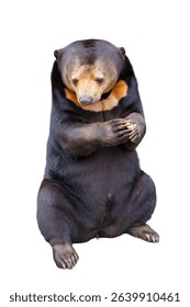 Malaysian sun bear isolated on white background