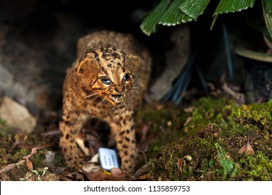 Malaysian Wild Cat Taxidermy. Selective Focus.