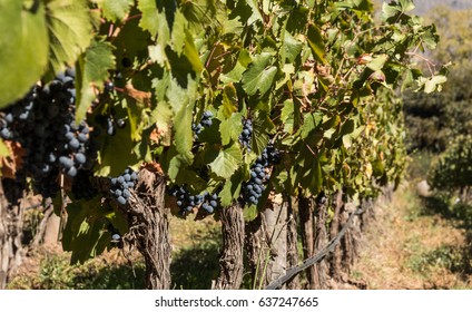 Malbec Grapes