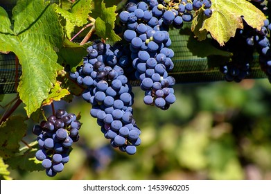 Malbec Grapes
Malbec Is The Flagship Strain Of Argentina, The Country With The Largest Area Of Malbec In The World. Malbec Lujan De Cuyo Is The First Denomination Of Origin (DOC) Of America.