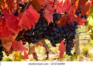 Malbec Grapes In Mendoza