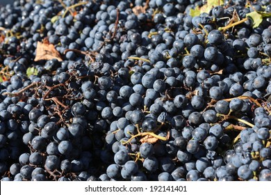 Malbec Grapes - Mendoza Argentina