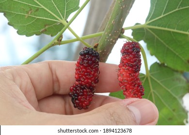 304 Malberry fruit Images, Stock Photos & Vectors | Shutterstock