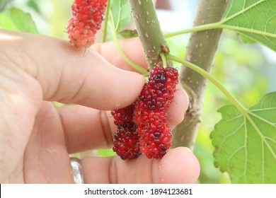 304 Malberry Fruit Images, Stock Photos & Vectors 