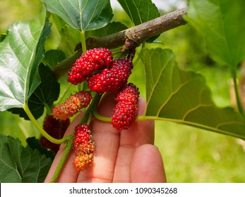 304 Malberry Fruit Images, Stock Photos & Vectors 