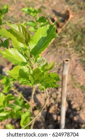 Malberry Tree Stock Photo 624978704 