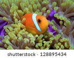Maldive anemonefish (Amphiprion nigripes) and sea anemone