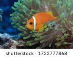 Maldive anemonefish (Amphiprion nigripes) and sea anemone underwater in the Indian Ocean 
