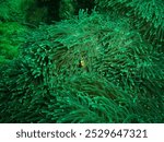 Maldive anemonefish, Maldivian clownfish in Arabian sea, Baa Atoll, Maldives, underwater photograph