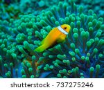 Maldive anemonefish and sea anemone