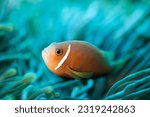 Maldives Anemonefish (Amphiprion nigripes). North Male Atoll, Maldives